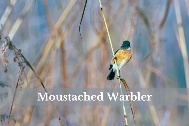 A Moustached Warbler perched on a reed, showcasing its distinctive facial markings.